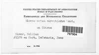 Colletotrichum gloeosporioides image